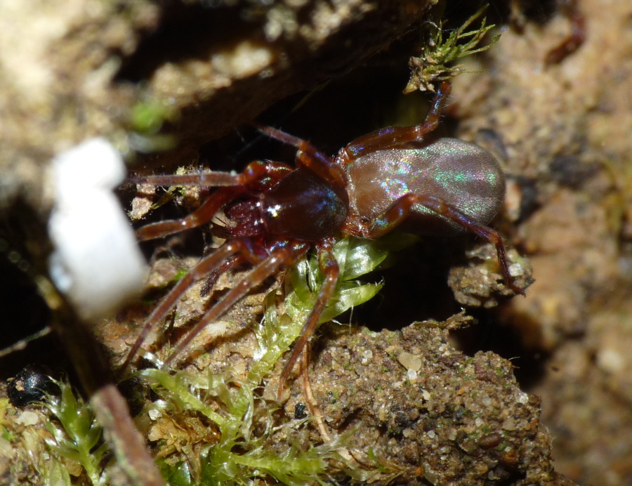 Dysderidae
